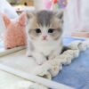 Coco - Female